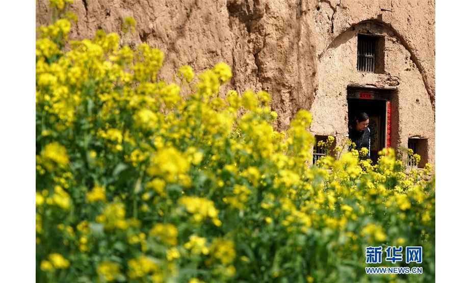 在洛宁县罗岭乡花树凹村“爱和小镇”内，一名游客走出油菜花掩映的一处传统民居（3月25日摄）。 新华社记者李安摄