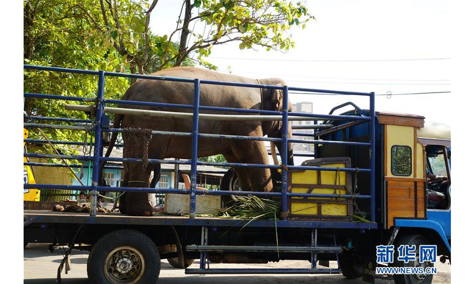 　2月17日，在斯里兰卡首都科伦坡，一头大象被专用卡车送到贝拉湖大象营地 。 位于斯里兰卡首都科伦坡市中心的贝拉湖畔平日里行人不多、十分安宁。不过，在每年2月佛教节日“纳瓦姆月圆节”期间，这里都会因一些远方“贵宾”安营扎寨而失去以往的宁静，它们就是受邀参加月圆节游行的几十头大象。 新华社记者 唐璐 摄