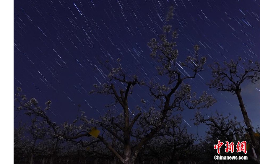 4月中旬以来，新疆库尔勒市出现持续晴好天气，正值梨花盛花期，40余万亩梨花娇艳欲滴。在晴朗的夜空下，盛开的梨花“遇上”星空之美。确·胡热 摄