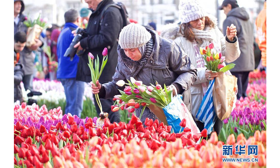 1月18日，在荷兰阿姆斯特丹，人们在水坝广场采摘郁金香。 当日，荷兰迎来一年一度的国家郁金香日。 新华社发（西尔维娅·莱德雷尔摄）