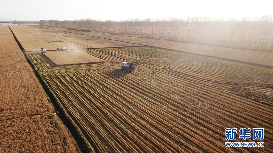 10月15日，收割机在黑龙江省红卫农场的田间收获水稻（无人机照片）。 时下正值“北大仓”黑龙江省的秋收季，在垦区的各水稻种植区，收割机械在田间忙碌收获。 新华社记者 王建威 摄