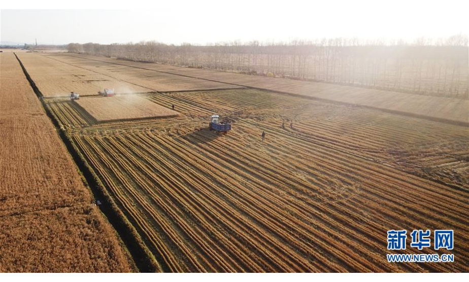 10月15日，收割机在黑龙江省红卫农场的田间收获水稻（无人机照片）。 时下正值“北大仓”黑龙江省的秋收季，在垦区的各水稻种植区，收割机械在田间忙碌收获。 新华社记者 王建威 摄