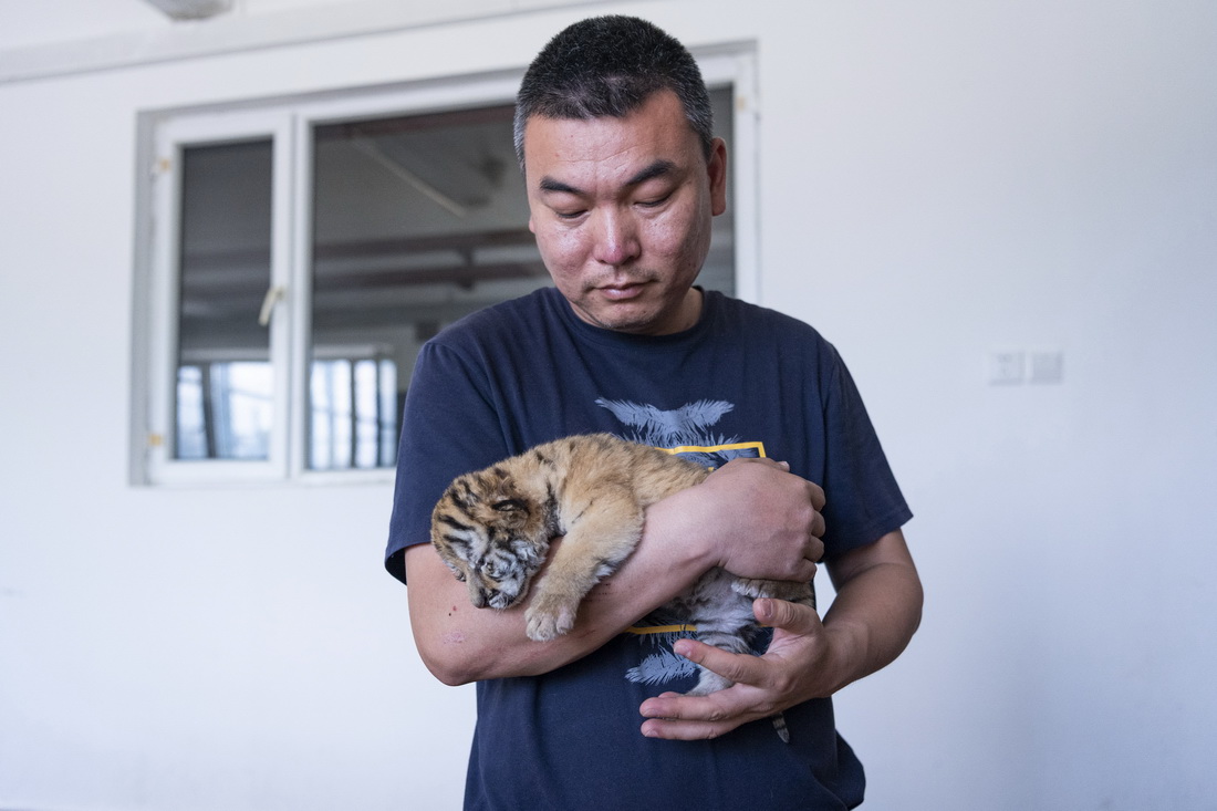 5月22日，在黑龙江东北虎林园的虎舍中，饲养员查看东北虎幼崽生长状况。  　　目前，黑龙江东北虎林园中的东北虎进入繁殖高峰期，今年已“添丁”10余只。黑龙江东北虎林园位于哈尔滨市，是世界最大的东北虎人工饲养繁育基地——中国横道河子猫科动物饲养繁育中心的重要饲繁基地。  　　新华社记者 谢剑飞 摄