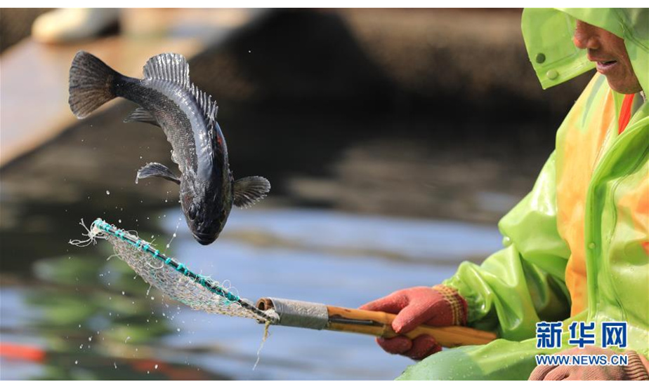 渔民在海洋牧场上分拣捕获的海鱼（7月8日摄）。新华社记者 姚剑锋 摄