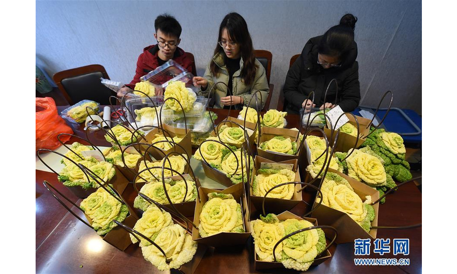 南京农业大学园艺学院的学生创业团队成员正在包装“黄玫瑰白菜”，准备销售。新华社记者孙参摄
