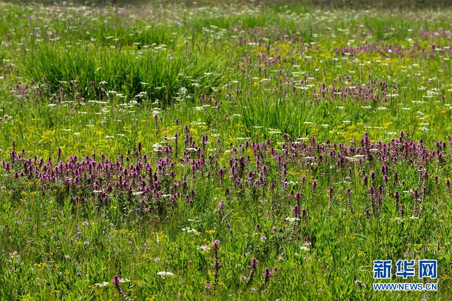 盛夏时节，地处甘肃省张掖市肃南裕固族自治县的皇城草原绿草如茵、山花烂漫，与蓝天白云相互映衬。新华网发（成林 摄）