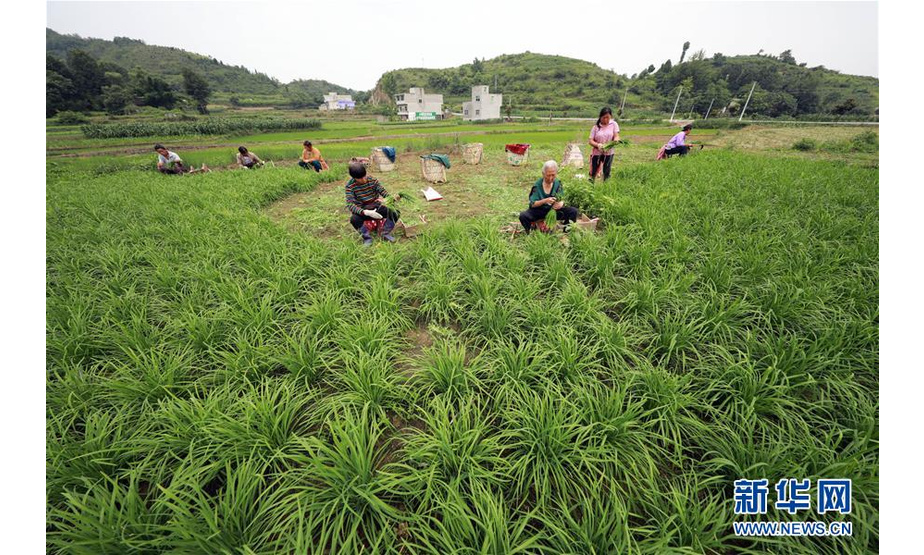 6月24日，贵州省毕节市黔西县洪水镇永平村村民在收割韭菜。 新华社发（欧秀灯 摄）