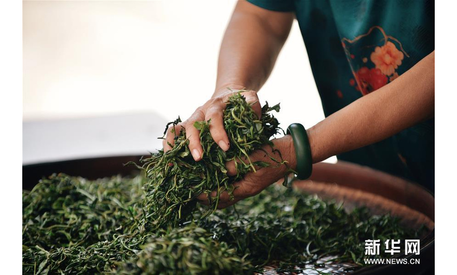 在广西梧州市苍梧县六堡镇黑石山茶厂，六堡茶制作技艺传承人韦洁群在加工茶叶（7月29日摄）。新华社记者 崔博文 摄