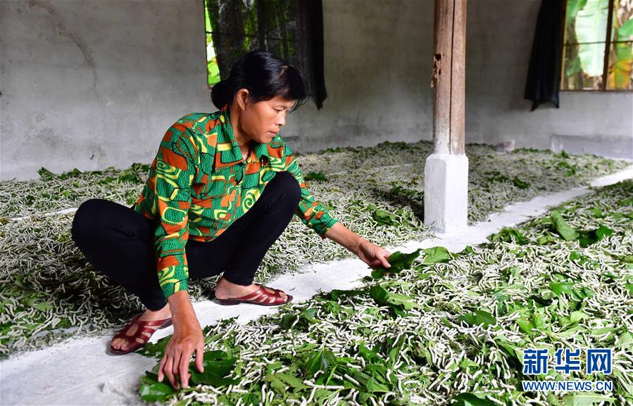 7月10日，在广西柳州市柳南区流山镇广荣村，村民在给蚕喂食桑叶。 新华社记者 黄孝邦 摄