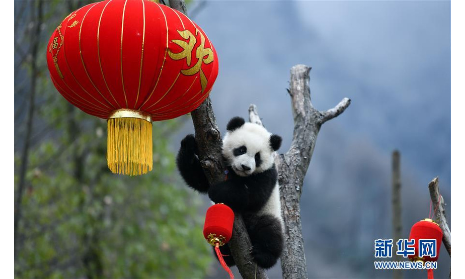 这是1月17日在中国大熊猫保护研究中心卧龙神树坪基地拍摄的大熊猫宝宝。 当日，中国大熊猫保护研究中心2019级新生大熊猫宝宝集体亮相，为新春佳节送上“萌萌的祝福”。 新华社发 （唐文豪 摄）