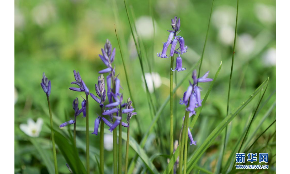 这是4月17日在比利时哈勒市附近的哈勒森林拍摄的蓝铃花。

　　每年春天，比利时哈勒森林里大片蓝铃花盛开，远望去，森林像覆盖了一层紫色的地毯，这里因此被称为“紫花森林”。

　　新华社记者 郑焕松 摄这是4月17日在比利时哈勒市附近的哈勒森林拍摄的蓝铃花。

　　每年春天，比利时哈勒森林里大片蓝铃花盛开，远望去，森林像覆盖了一层紫色的地毯，这里因此被称为“紫花森林”。

　　新华社记者 郑焕松 摄