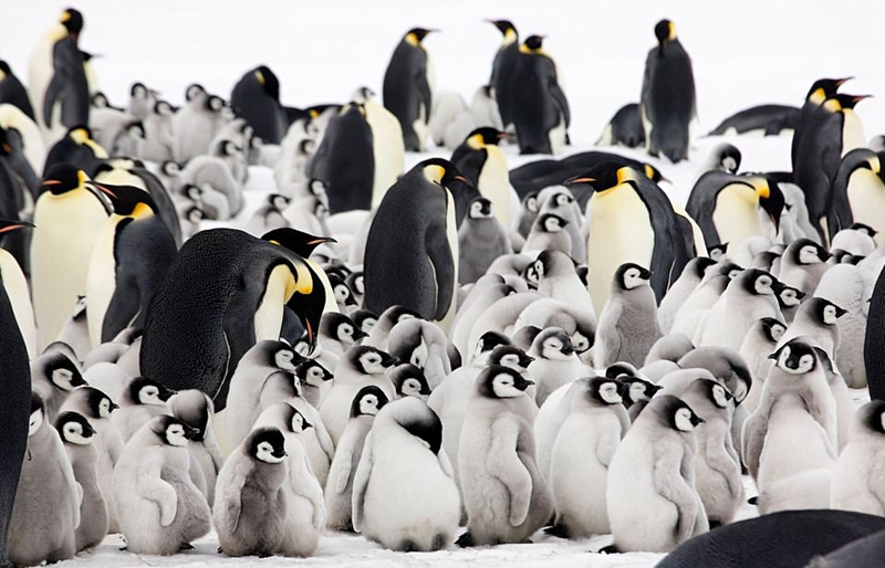 在这本书中，休展示了在零下50度、风速高达150千米/小时的恶劣环境下，帝企鹅非同一般的忍耐能力。