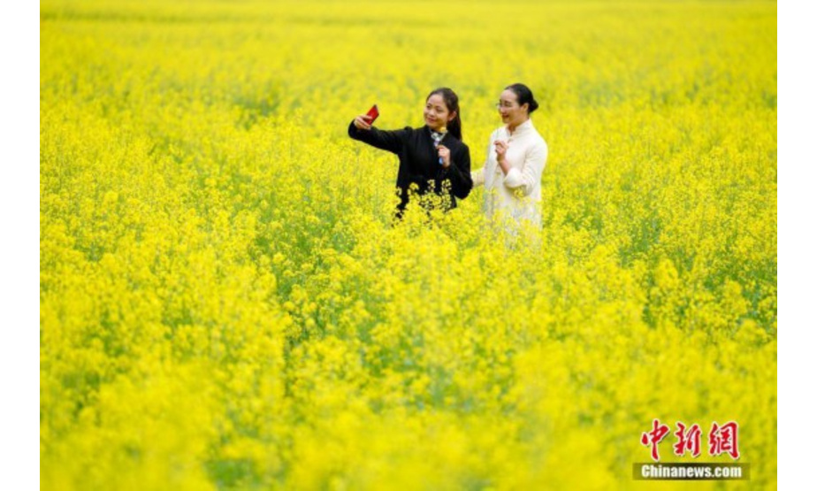 2月21日，游客在贵州万峰林油菜花田里自拍。