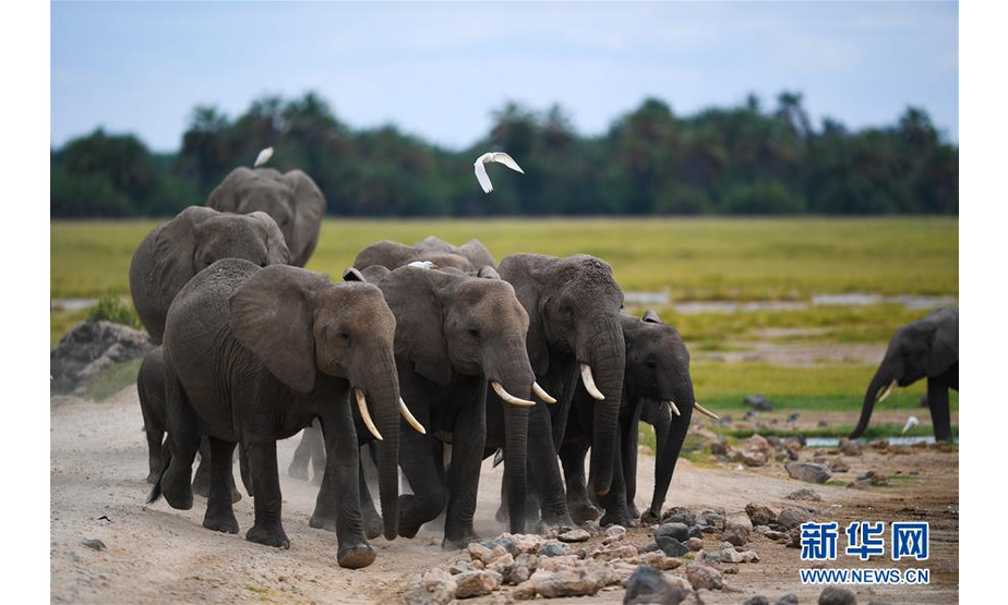 6月15日，象群从肯尼亚安博塞利国家公园的湖边走过。

　　安博塞利国家公园位于肯尼亚与邻国坦桑尼亚交界处，大量野生动物栖息于此。

　　新华社记者 李琰 摄