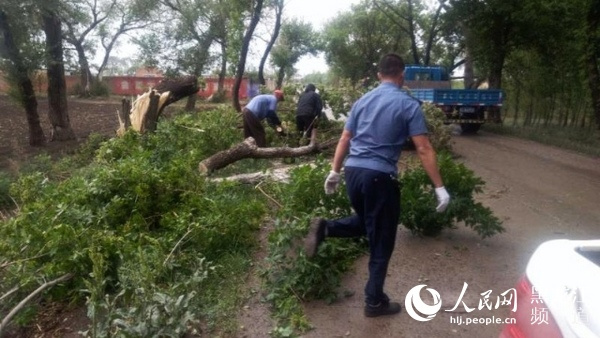 哈尔滨市双城区遭遇强对流天气 公路倒树60余