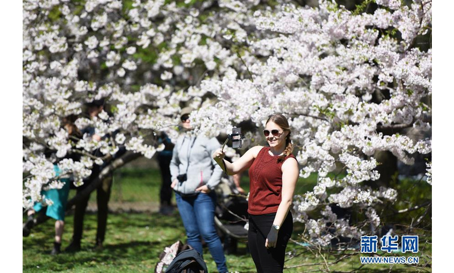 4月16日，一名游客在美国纽约中央公园的樱花树前拍照。随着气温回暖，4月的纽约告别了漫长冬季，春花烂漫，生机盎然。 新华社记者韩芳摄