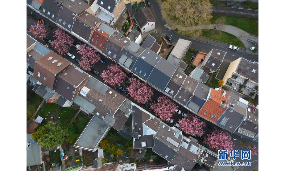 这是4月13日在德国波恩市拍摄的盛开的樱花（无人机拍摄）。 新华社记者逯阳摄