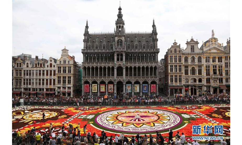8月16日，由50多万朵秋海棠铺就的鲜花地毯亮相比利时布鲁塞尔大广场。  新华社记者王晓郡摄