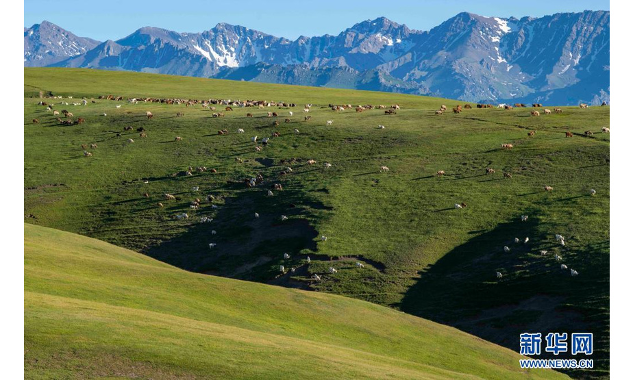 新疆裕民县巴尔鲁克山区夏牧场上的羊群（6月14日摄）。

　　新疆北部裕民县巴尔鲁克山区是优良的牧场、重要牧业生产地。裕民县全县草原面积700多万亩，可利用面积530多万亩。

　　眼下，巴尔鲁克山区的夏牧场迎来放牧黄金季。群山起伏，峰峦翠绿，毡房、牛羊等牲畜分散点缀其间，自驾游客时而穿梭往来，共同谱写一曲高山夏季牧歌。

　　新华社记者 胡虎虎 摄