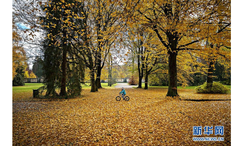 11月12日，在瑞士苏黎世，一名儿童在公园里骑车。 苏黎世位于瑞士中北部，是瑞士最大城市。 新华社发（米歇尔·立米纳摄）