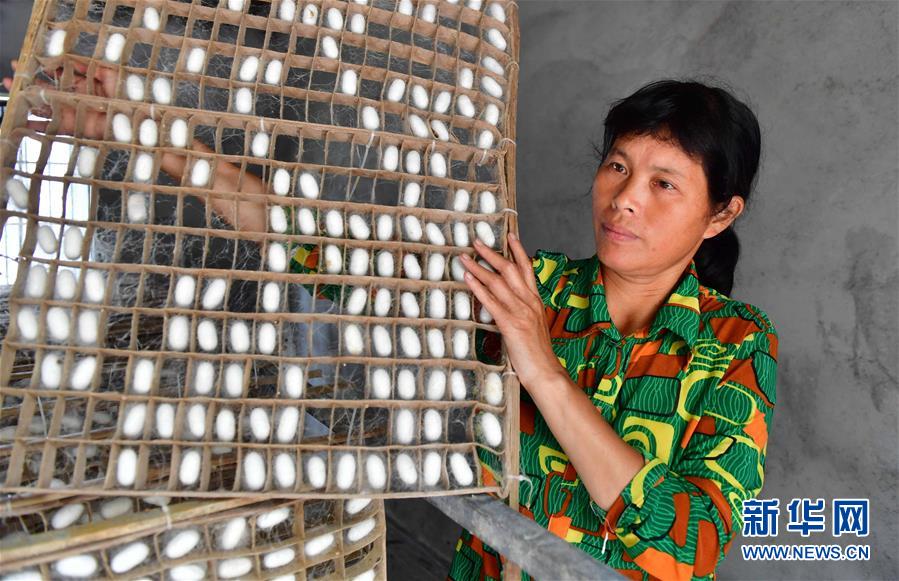 7月10日，在广西柳州市柳南区流山镇广荣村，村民在摘蚕茧。新华社记者 黄孝邦 摄