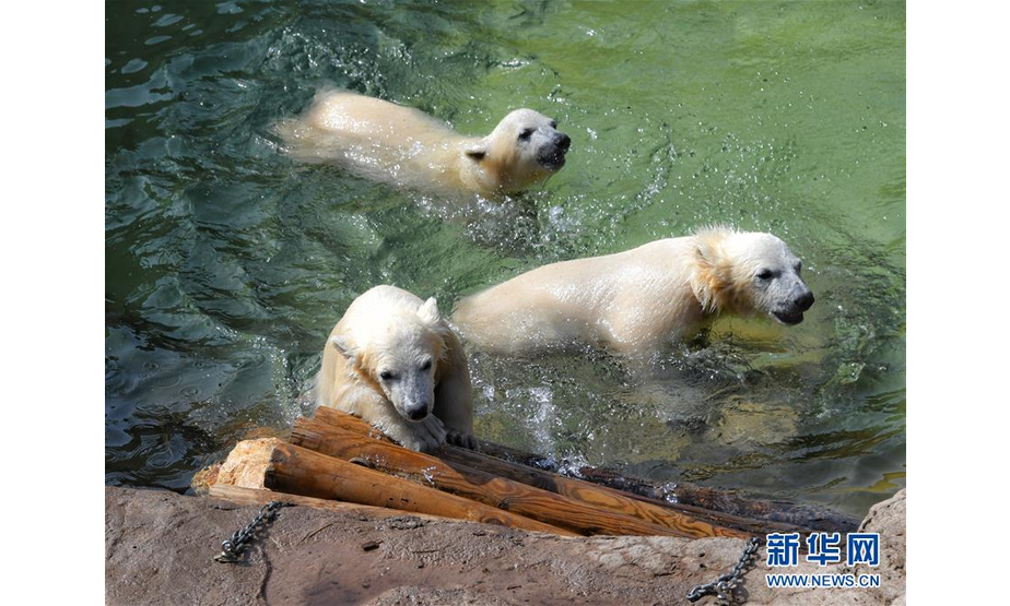 5月14日，在法国昂蒂布的马林兰海洋主题公园，小北极熊三胞胎在水池中玩耍。 新华社发（塞尔热·阿乌兹摄）