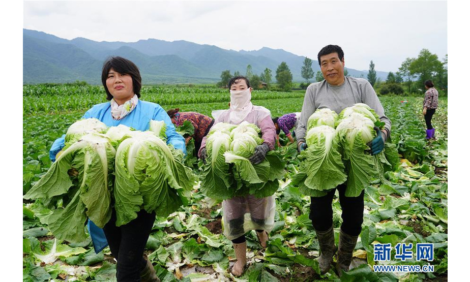 农民在太白县咀头镇塘口村采收蔬菜（7月11日摄）。 平均海拔在1000米以上的太白县是陕西省海拔最高的县。该县因地制宜，将高山反季节蔬菜作为全县主导产业进行发展，促进群众脱贫增收。2018年，太白县高山蔬菜种植面积达10.26万亩（含复种），总产值4.8亿元，农民人均可支配收入达10438元。 新华社记者 邵瑞 摄