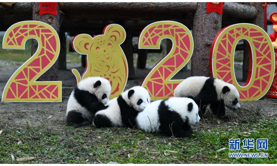 　1月17日在中国大熊猫保护研究中心卧龙神树坪基地拍摄的大熊猫宝宝。 当日，中国大熊猫保护研究中心2019级新生大熊猫宝宝集体亮相，为新春佳节送上“萌萌的祝福”。 新华社发 （唐文豪 摄）