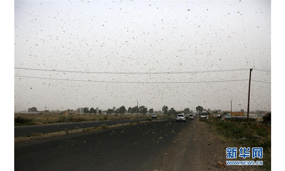 6月24日，在也门萨那，蝗虫在空中成群飞过。 当地有关部门日前发起一项消灭蝗虫行动，以应对该国近来出现的蝗虫灾害。目前的蝗灾已经对也门农业造成严重危害。 新华社发（穆罕默德摄）