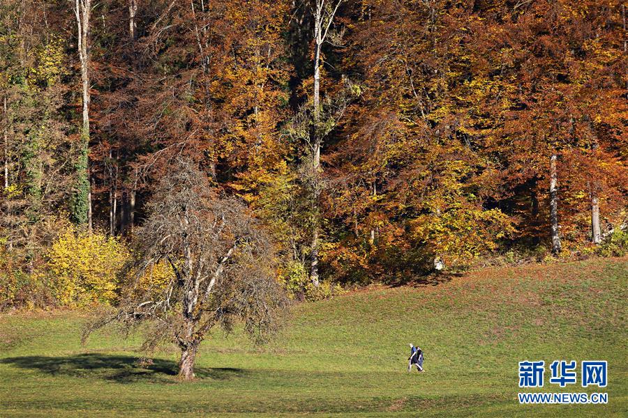 11月12日，在瑞士苏黎世，人们在深秋时节的公园内行走。 苏黎世位于瑞士中北部，是瑞士最大城市。 新华社发（米歇尔·立米纳摄）