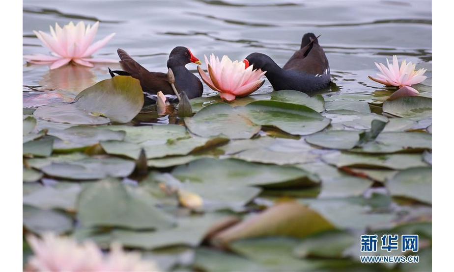 5月22日，两只红嘴水鸡在莲叶间游弋。 近日，贵阳市观山湖公园内大片盛开的莲花吸引了不少水鸟在其间嬉戏觅食。 新华社记者 刘续 摄
