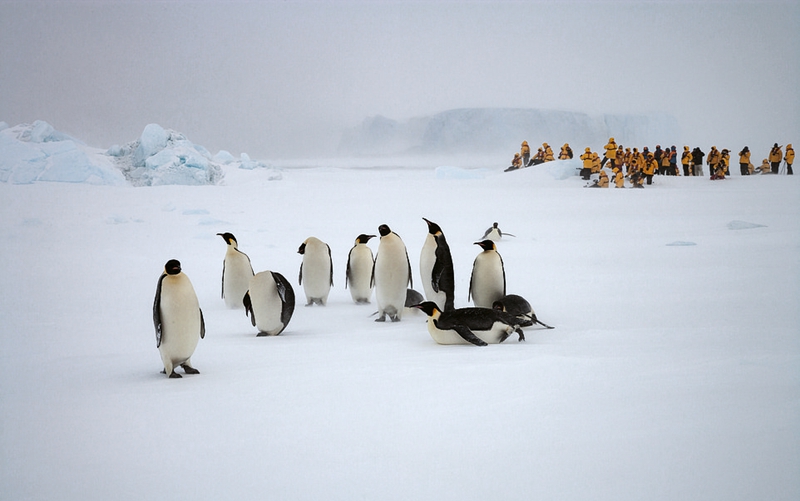 BBC纪录片摄影师休•弗勒德（Sue Flood）即将推出自己的新书《帝企鹅：最完美的企鹅》。这本摄影集里记录了帝企鹅在冰面上迁徙的过程以及它们在南极栖息地的生活。
