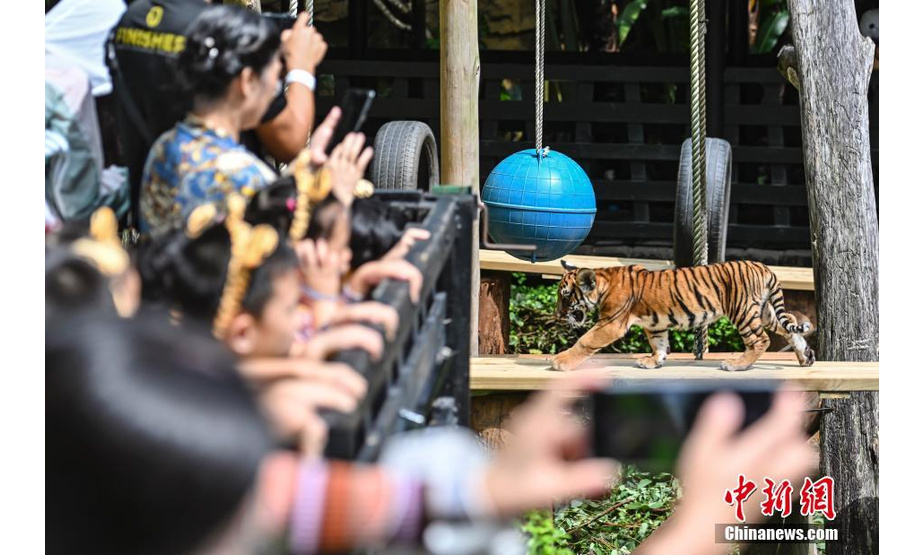 9月28日，广东省广州市，华南虎双胞胎亮相长隆野生动物世界，与游客见面。这对华南虎双胞胎出生于2020年6月7日，出生体重都为1000克左右。 中新社记者 陈骥旻 摄