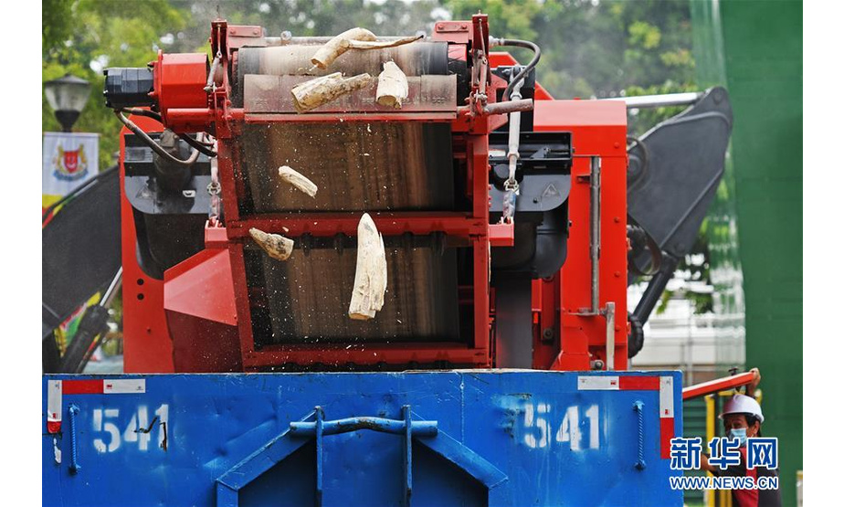 8月11日，在新加坡举行的象牙销毁活动现场，象牙残片与碎粒从压碎机传送带上落下。 当日，新加坡销毁近9吨走私象牙。 新华社发（邓智炜摄）