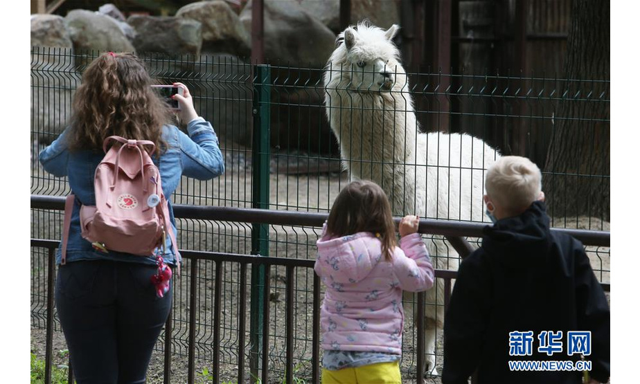 5月23日，在乌克兰基辅，游客在动物园观看羊驼。新华社发（谢尔盖·斯塔拉斯坚科摄）