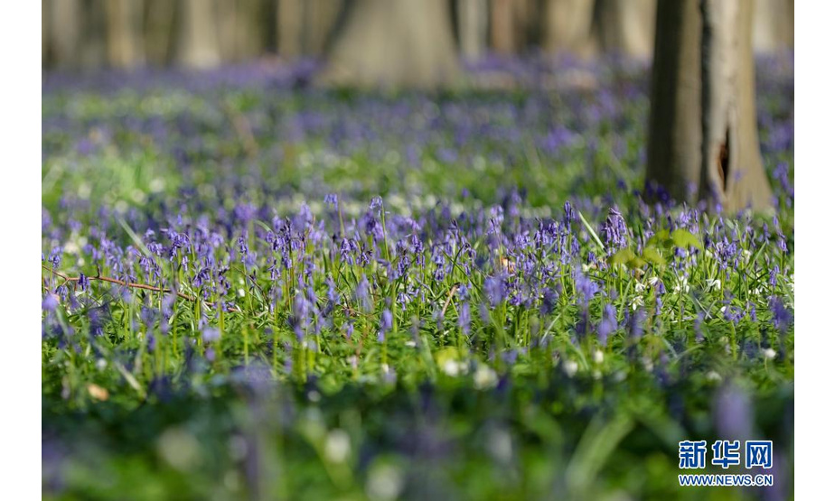 这是4月17日在比利时哈勒市附近的哈勒森林拍摄的蓝铃花。

　　每年春天，比利时哈勒森林里大片蓝铃花盛开，远望去，森林像覆盖了一层紫色的地毯，这里因此被称为“紫花森林”。

　　新华社记者 郑焕松 摄