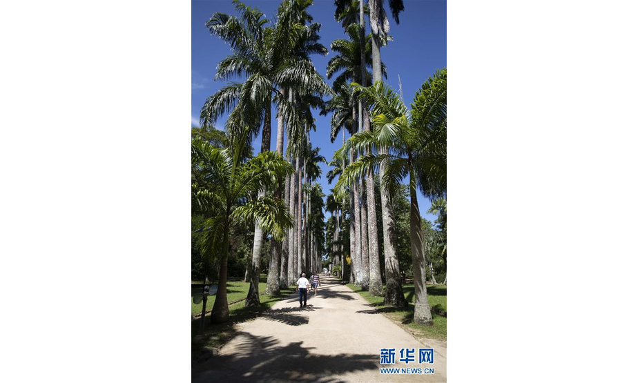 3月27日，在巴西里约热内卢植物园，游客走在棕榈树大道上。 新华社记者李明摄