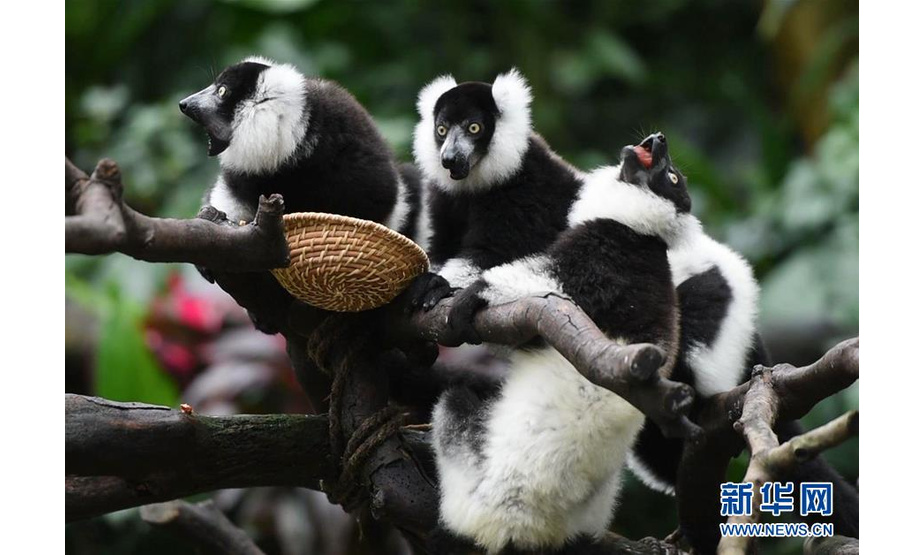 3月6日，在广州长隆野生动物世界，斑狐猴三胞胎在树枝上进食。新华社记者刘大伟 摄