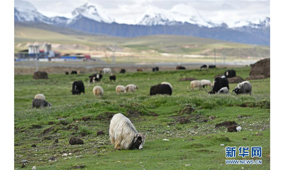 这是西藏当雄县草原上成群的牛羊（8月9日摄）。 进入雨季，藏北当雄县境内的牧场水草丰美，牛羊膘肥体壮。藏北地区是西藏重要的畜牧业产区之一，产自藏北地区的酥油、酸奶、牛羊肉等产品销往各地，是当地牧民的主要收入来源。 新华社记者 李鑫 摄