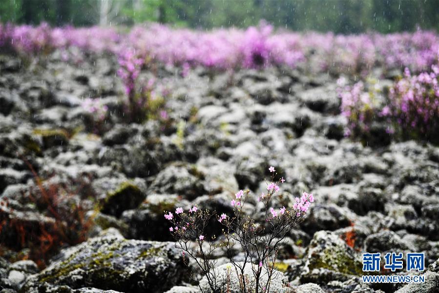 伊春红星火山地质公园内的兴安杜鹃在雨中怒放（5月13日摄）。 位于小兴安岭北麓的黑龙江省伊春红星火山地质公园内的兴安杜鹃近日大面积开放，吸引众多游客前来游玩观赏。 新华社记者 王建威 摄