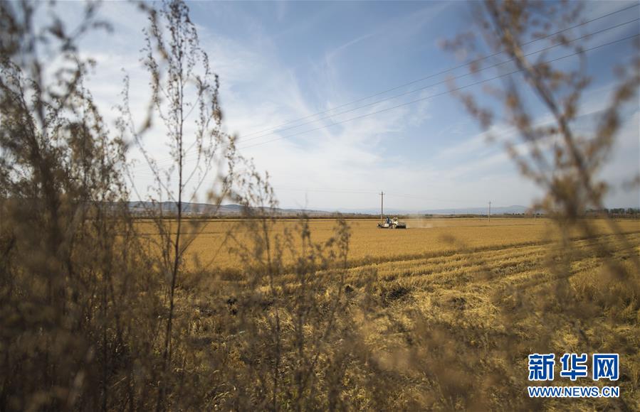 在吉林省和龙市光东村稻田里，农民驾驶收割机收获成熟的水稻（10月10日摄）。 金秋时节，稻谷飘香。吉林省延边朝鲜族自治州进入水稻收获季，田间地头金黄遍野，稻浪滚滚，一派丰收景象。 新华社记者 许畅 摄