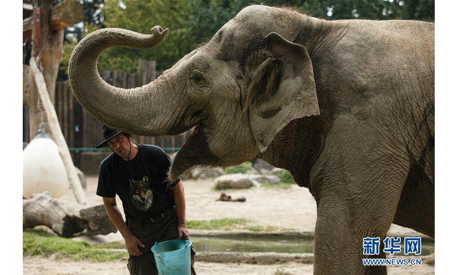 8月11日，在斯洛文尼亚卢布尔雅那动物园，亚洲象“恒河”和饲养员马蒂亚在一起。 新华社发（泽利科·斯特凡尼奇摄）