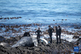 12月9日，在南非开普敦，工作人员准备转移海岸边的座头鲸尸体。<br/><br/>　　据当地媒体报道，当天上午一具座头鲸尸体在位于市区的海岸边被发现，当地政府随后在警方和海洋救援组织的协助下将尸体清理。<br/><br/>　　新华社记者 吕天然 摄