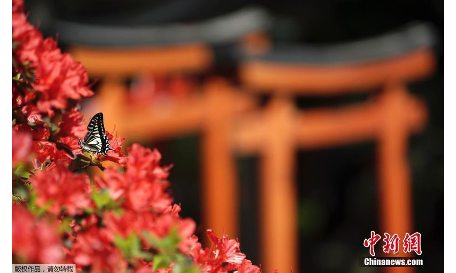 当地时间2019年4月16日，日本东京，根津神社里杜鹃花盛放。

