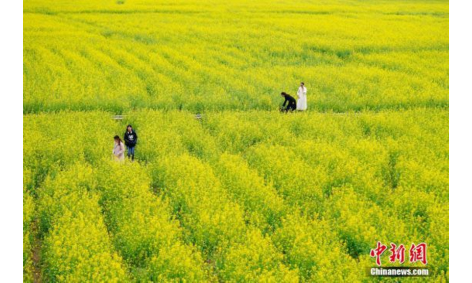 2月21日，游客在贵州万峰林油菜花田里游玩。
