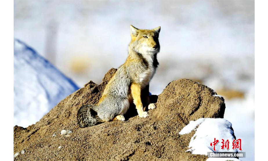 近日，祁连山国家公园甘肃省管理局酒泉分局老虎沟保护站来了几只不速之客——藏狐。以“迷之微笑”而著称的藏狐，每天在检查站周边转悠，为保护区增添了一份美丽与灵动。色拥军 摄