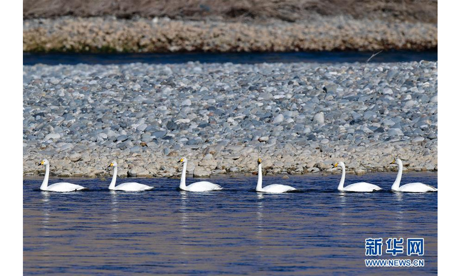 12月12日，一群天鹅在千姿湖湿地公园内游弋。 新华社记者张龙摄