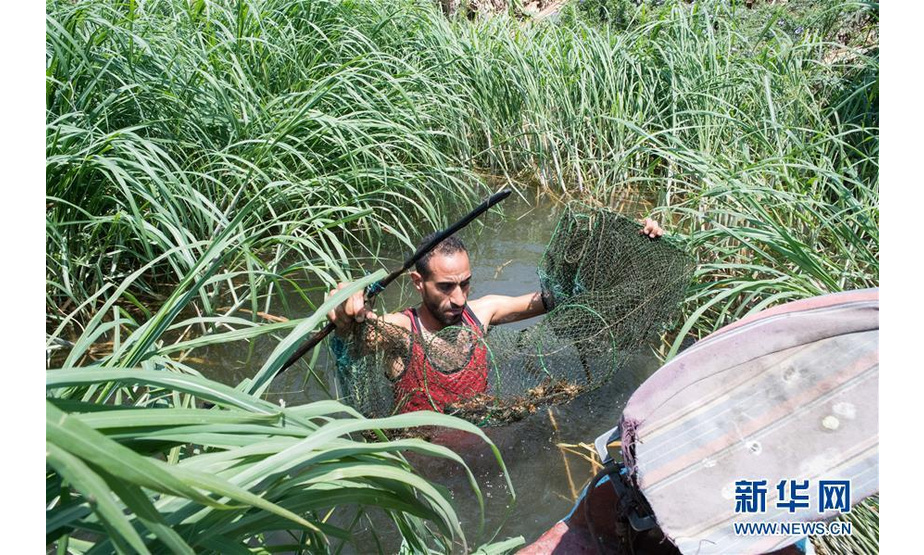 “小龙虾给当时的埃及渔业造成不小困扰，渔民们一直呼吁彻底清除它们。”刚刚结束一场小龙虾专题讲座的艾因沙姆斯大学教授马格迪·哈利勒对记者说，小龙虾当时在埃及“声名狼藉”，不仅是渔民口中的“尼罗河蟑螂”，更是水产专家眼中的生态环境大敌。6月10日，在埃及米努夫省，渔民下水捕捞小龙虾。新华社记者邬惠我摄