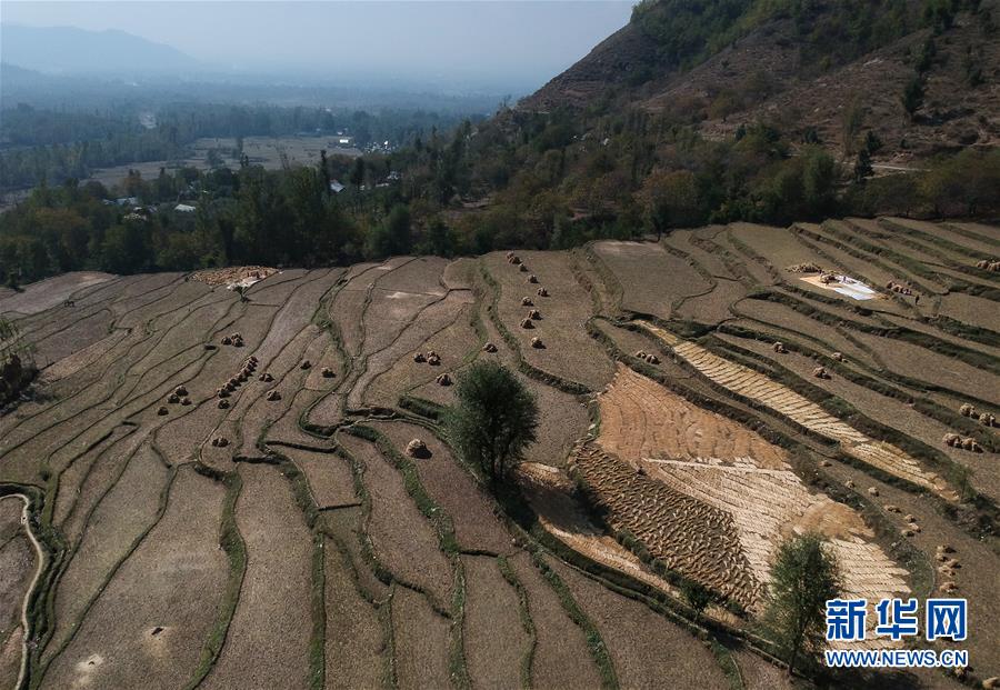 这是10月21日在印控克什米尔阿嫩德纳格拍摄的收割后的稻田。 新华社发（贾维德·达尔摄）