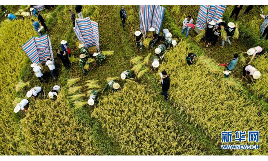 9月17日，群众在打谷节活动上比赛收割水稻（无人机拍摄）。 新华社记者陶明摄